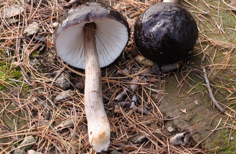 Rehbrauner Dachpilz (Pluteus cervinus) - © Michaela und Gernot Friebes